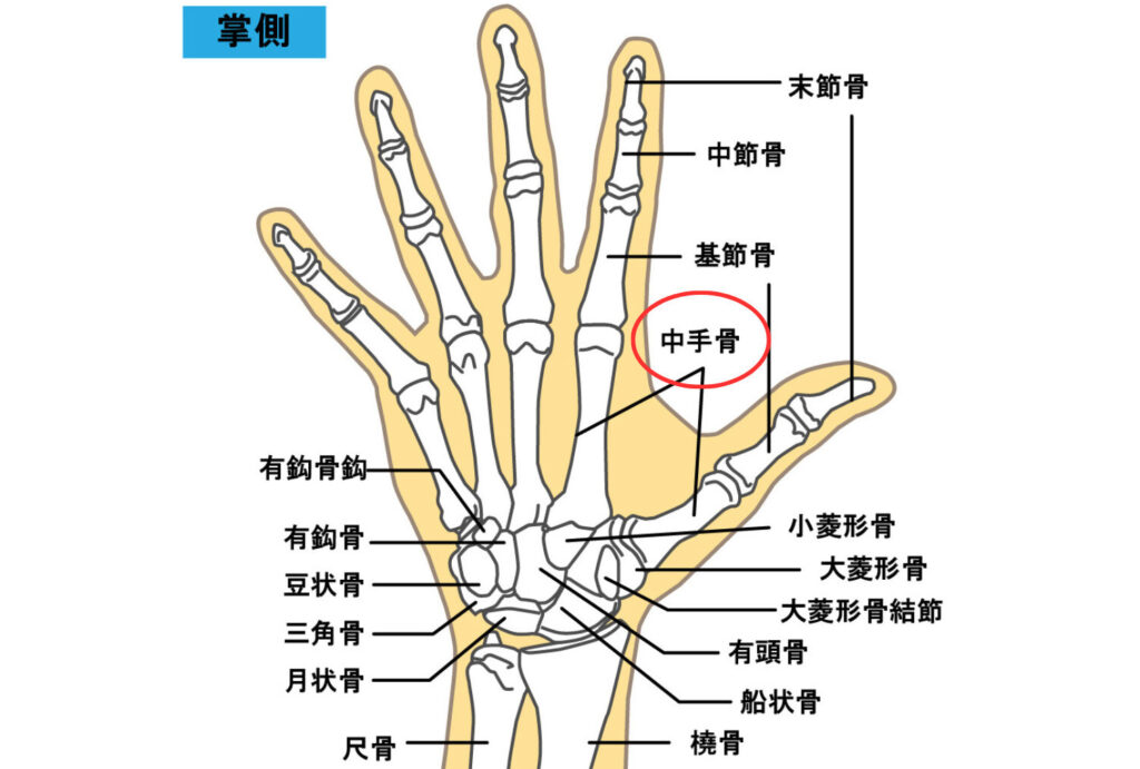 中手骨の画像