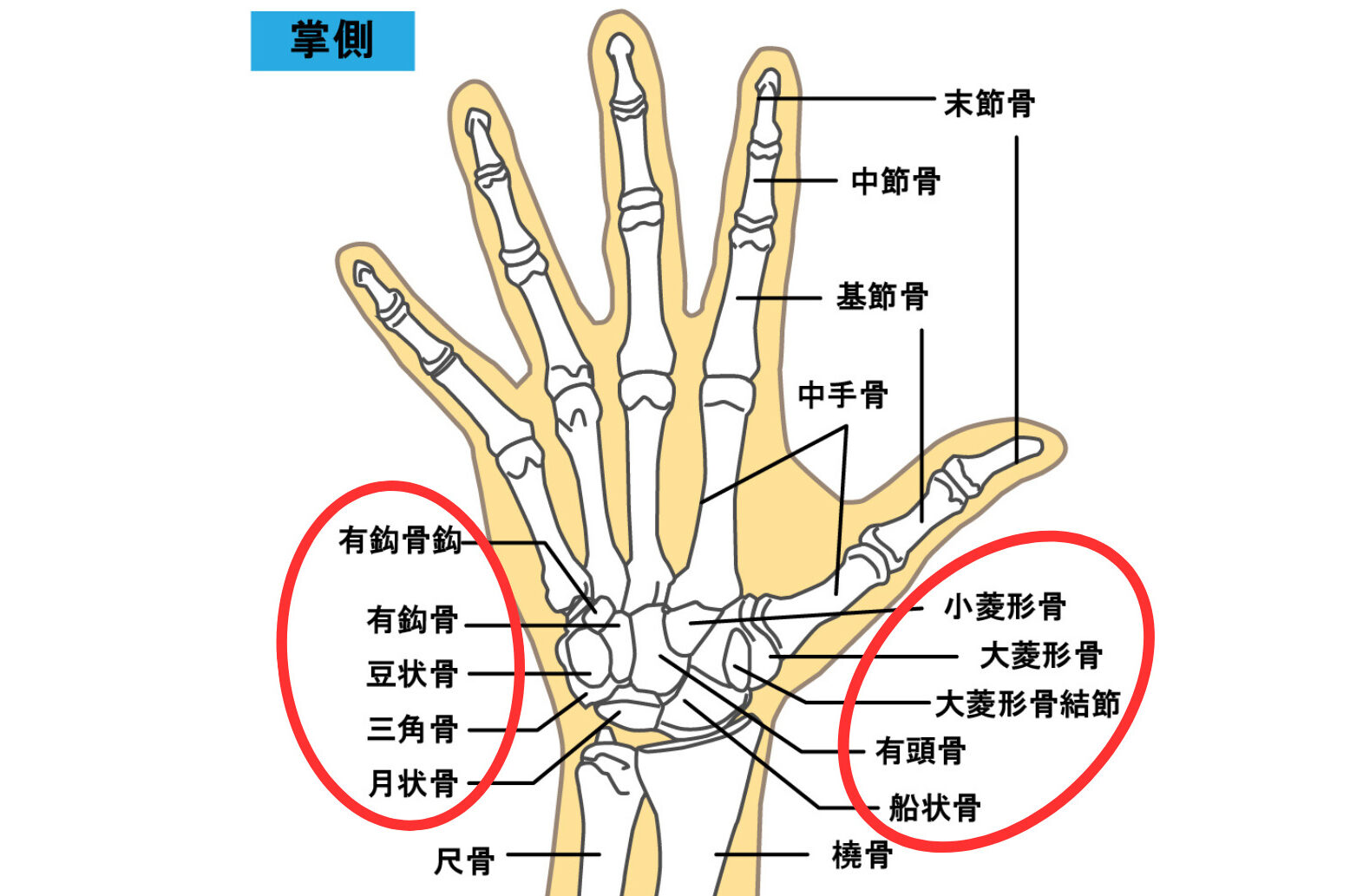 【2026年版】手の筋肉の名称と構造を解説｜骨・神経まで作業療法士が図解 | てとてのブログ