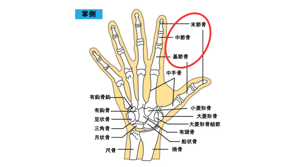 手の骨