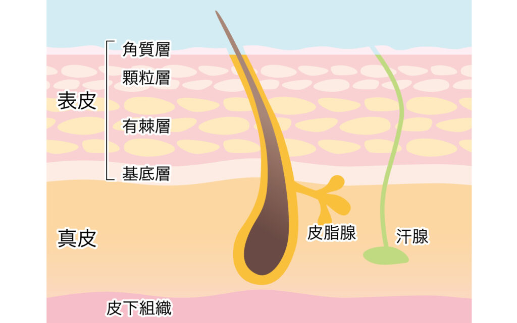 皮膚の構造