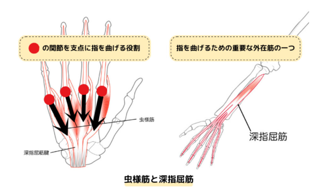 虫様筋の動き