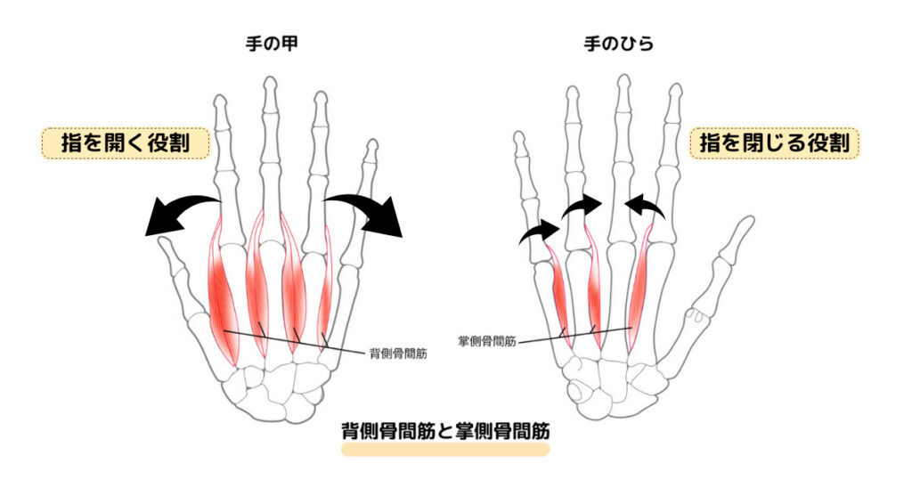 骨間筋の動き