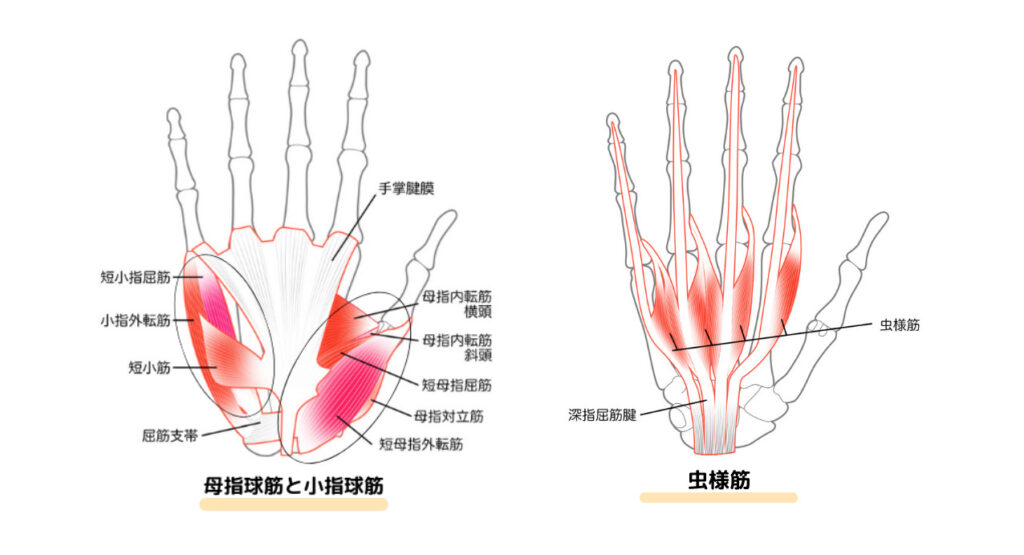 手の内在筋