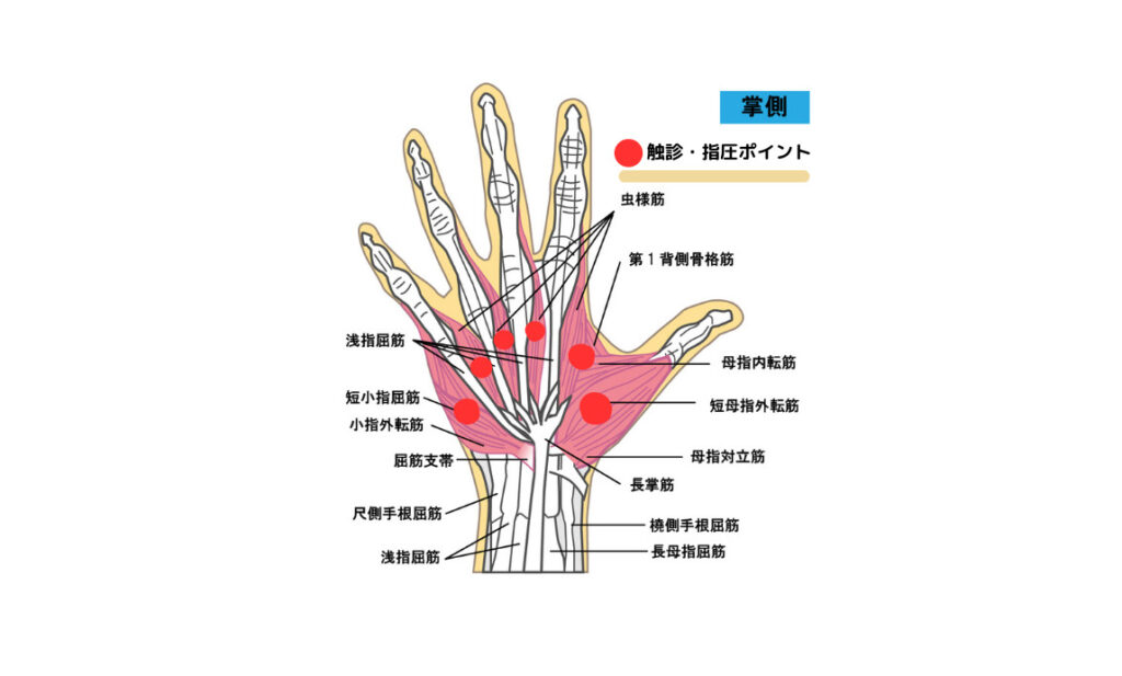 触診ポイント