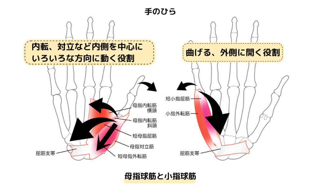 拇指球と小指球の動き