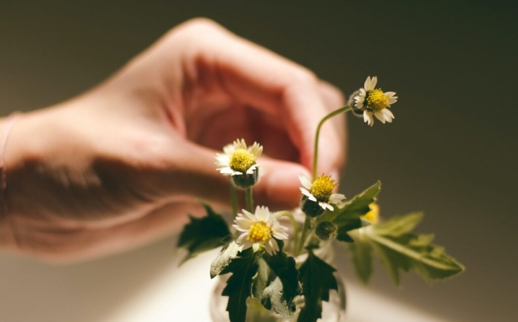 花を摘む手