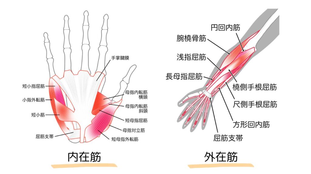手と前腕の筋肉