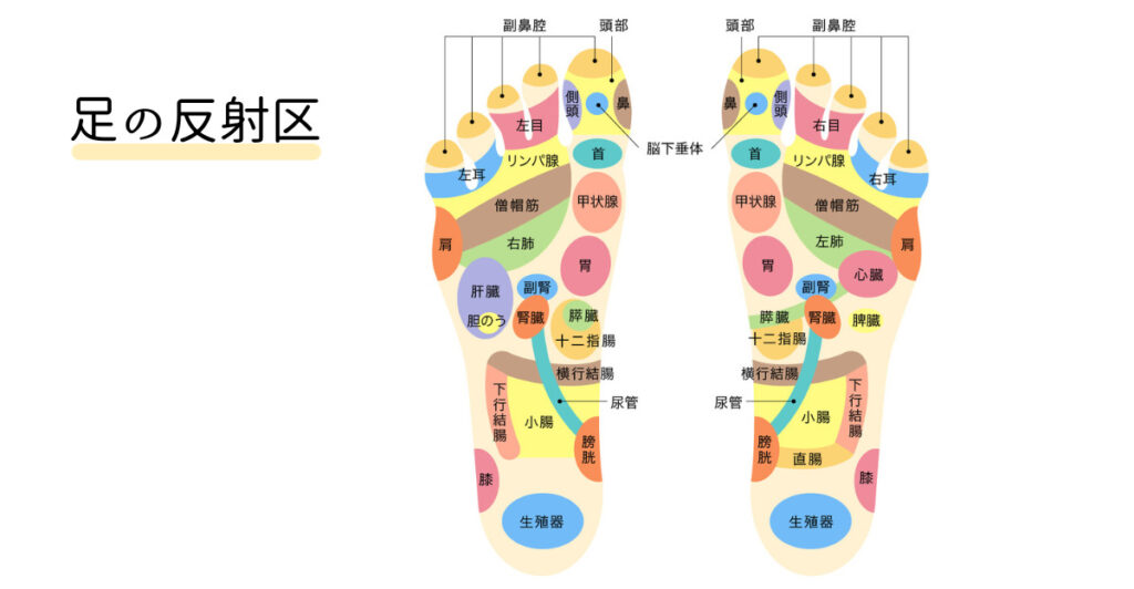 足裏の反射区